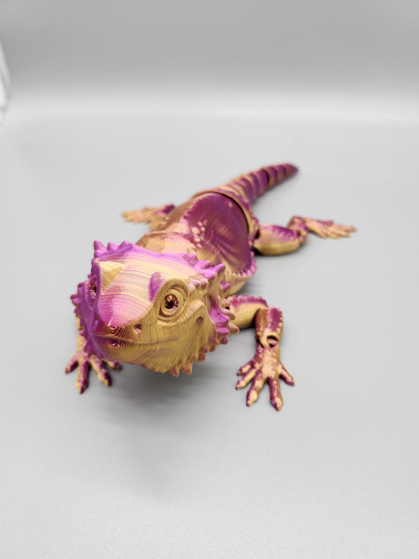 Bearded dragon